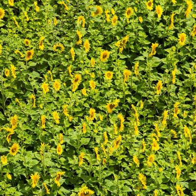 Sunflowers. Diversity exports.