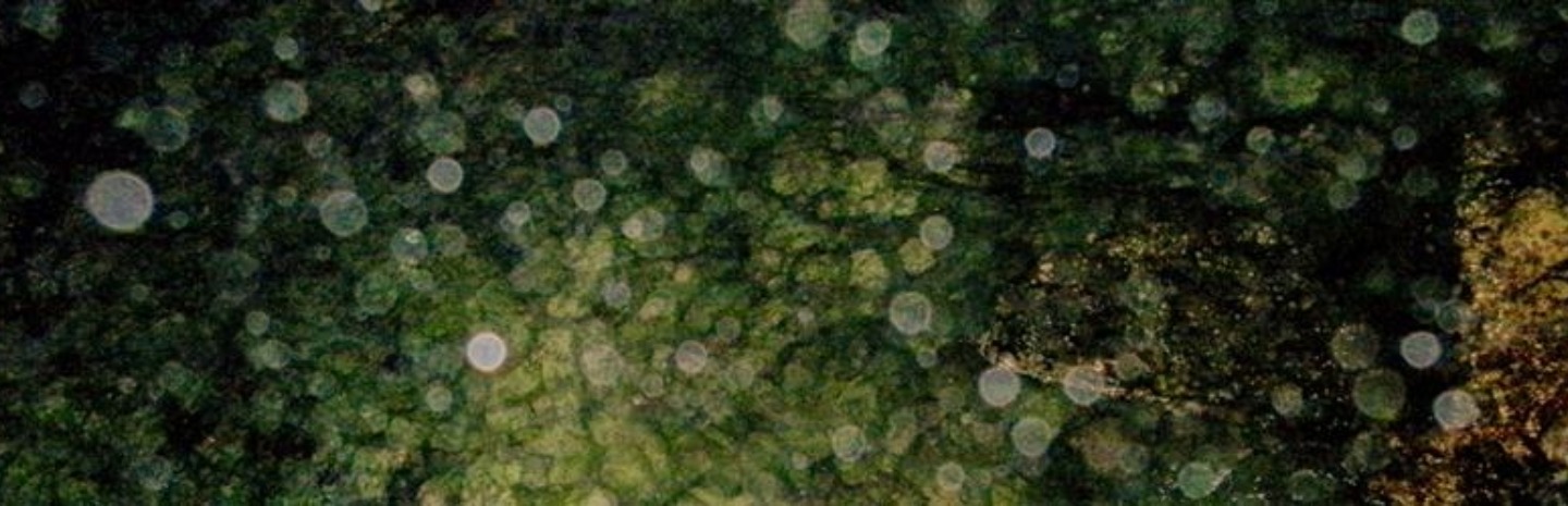 Abstract image showing overlapping translucent circles and a textured green background with subtle yellow and brown highlights.