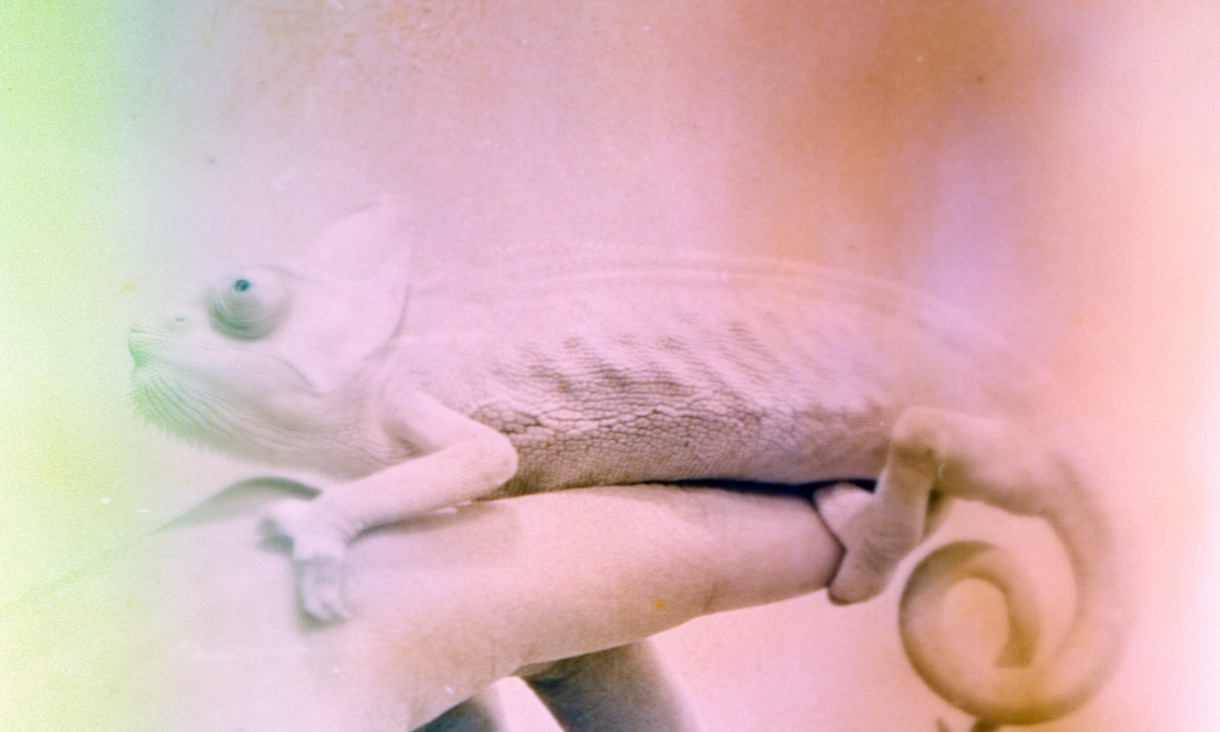 A zoomed in photograph of a chameleon sitting on a hand. The photograph has a pink and green colour gradient overtop.